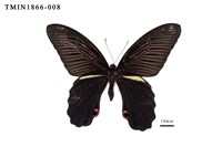 藏品(黑鳳蝶)的圖片